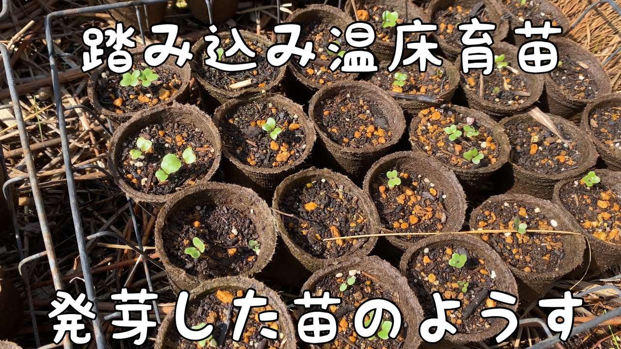 温床育苗🌱発芽した苗のようす】 - YouTube