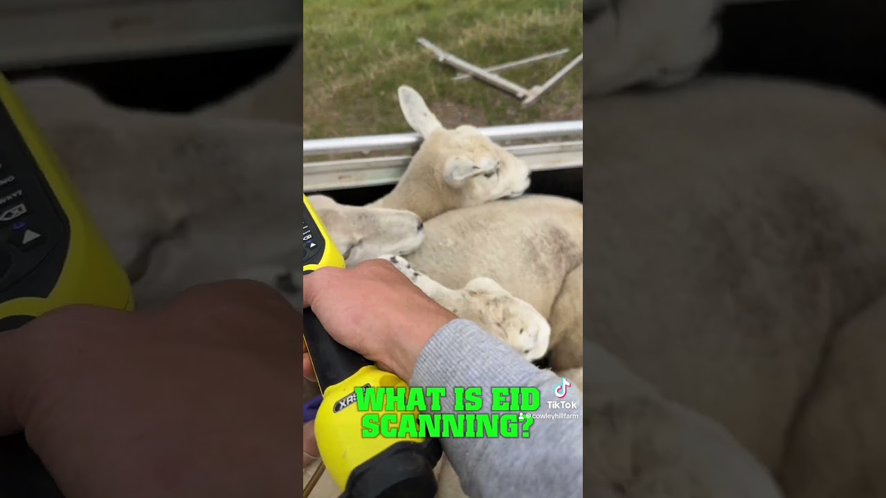 WHY DO WE TAG SHEEP?