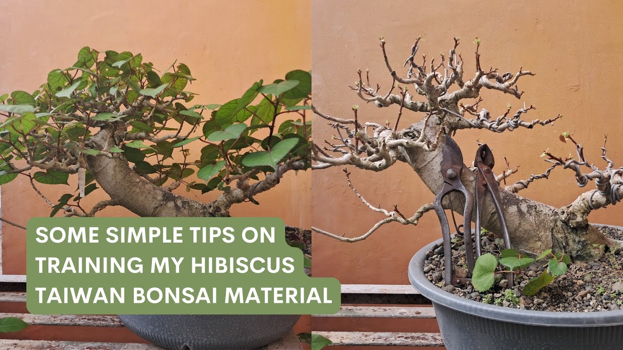 Updates On My Hibiscus Taiwan Bonsai Material [w/ English Subtitles]