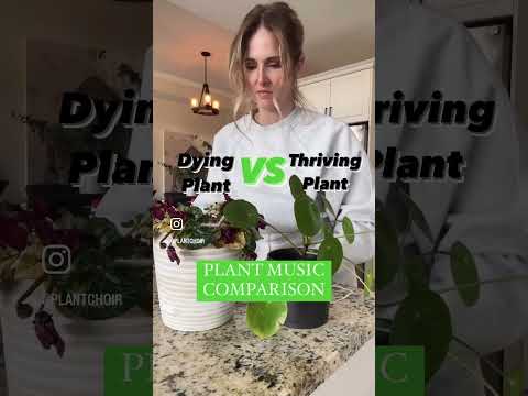 Dying plant music