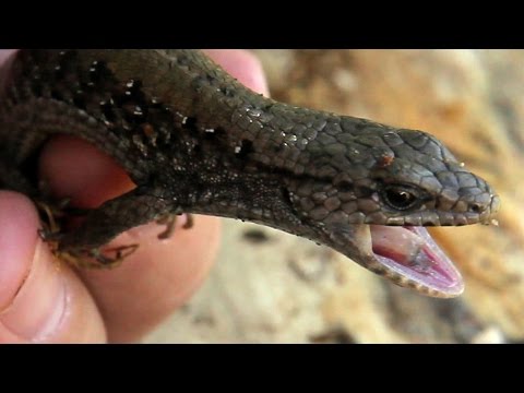 northern-alligator-lizard-and-it's-next-meal