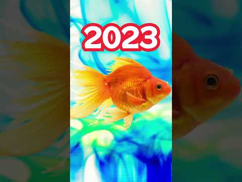 2023 Goldfish vs