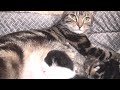 Cat giving birth to 4 kittens