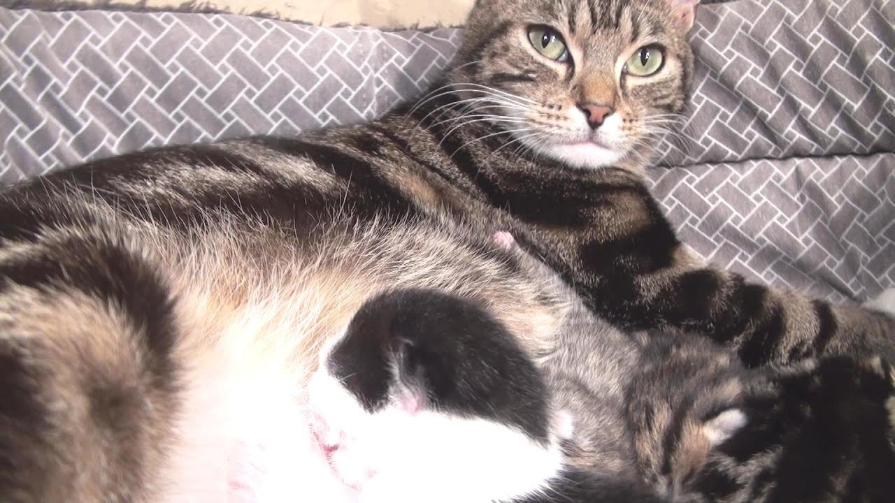 Cat Giving Birth To 4 Kittens Youtube