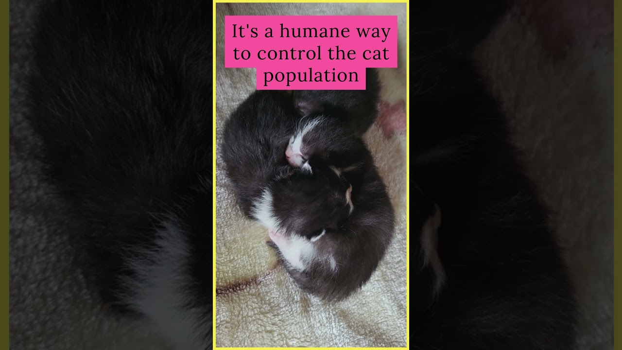 Do you know what TNR is? - TNR success 03/2024