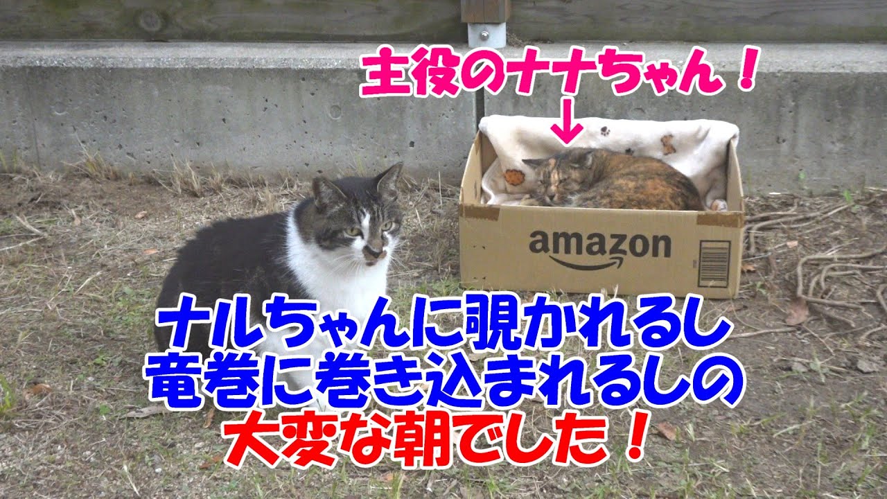 It was a tough morning, with Naruto peeking at me and getting