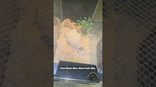 Snake Shows Why It’s Important to Clip Your Lids! 🐍#guide #funny #tips #pets