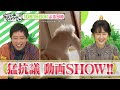 ゲスト:相田翔子【ネコいぬワイドショー】