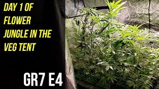 Day 1 of Flower Jungle In The Veg Tent - GR7 E4