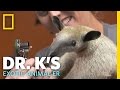 Meet Antoinette the Anteater | Dr. K's Exotic Animal ER