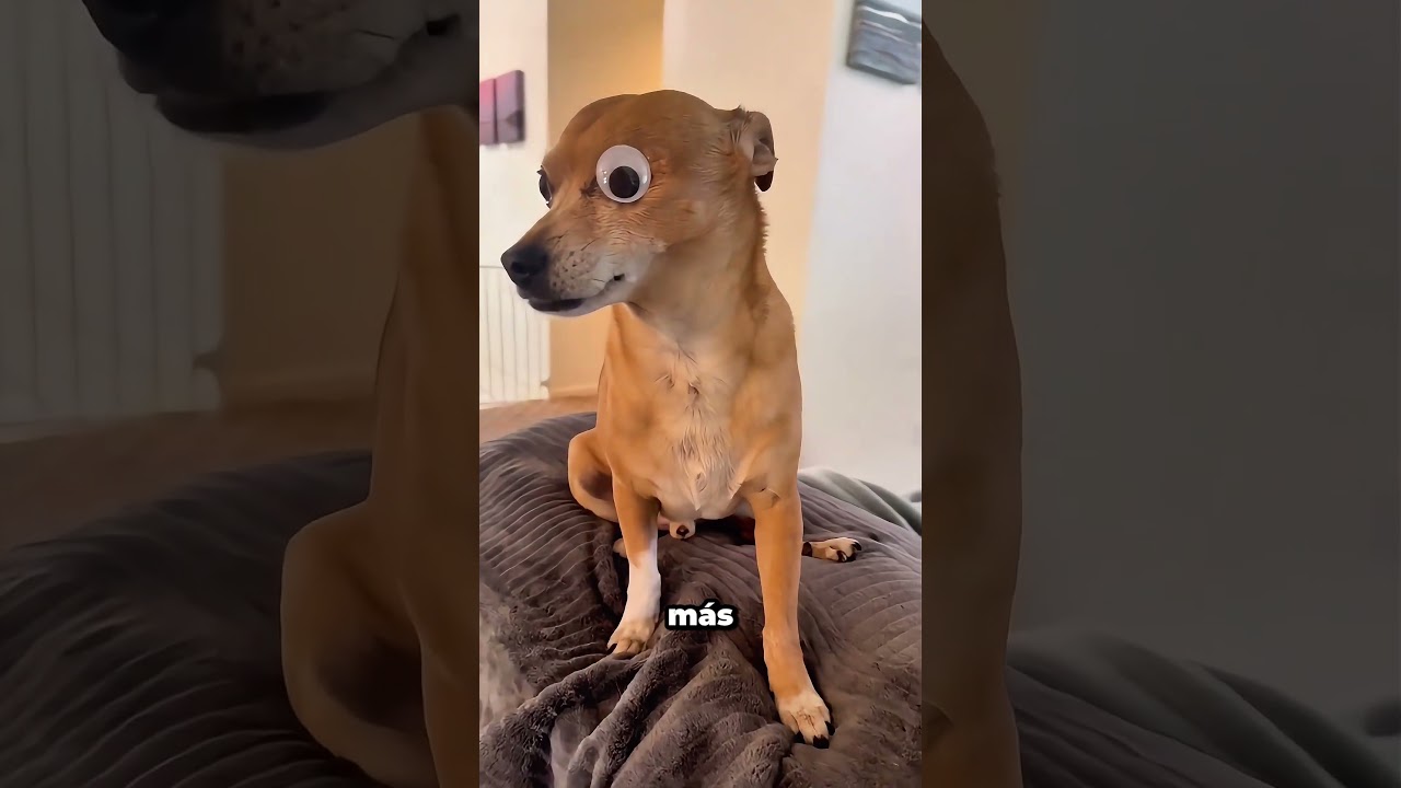 Perdió un ojo, pero ganó el aspecto más adorable del mundo 🐶