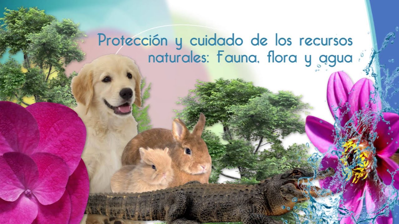 Protección Y Cuidado De Los Recursos Naturales Flora Fauna Y Agua Youtube
