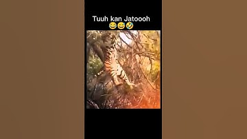 #monyetlucu vs #harimau #dubbinglucu #singa #wildanimals #tiger