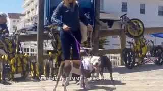 Auto & Turbo - Worcester County Humane Society