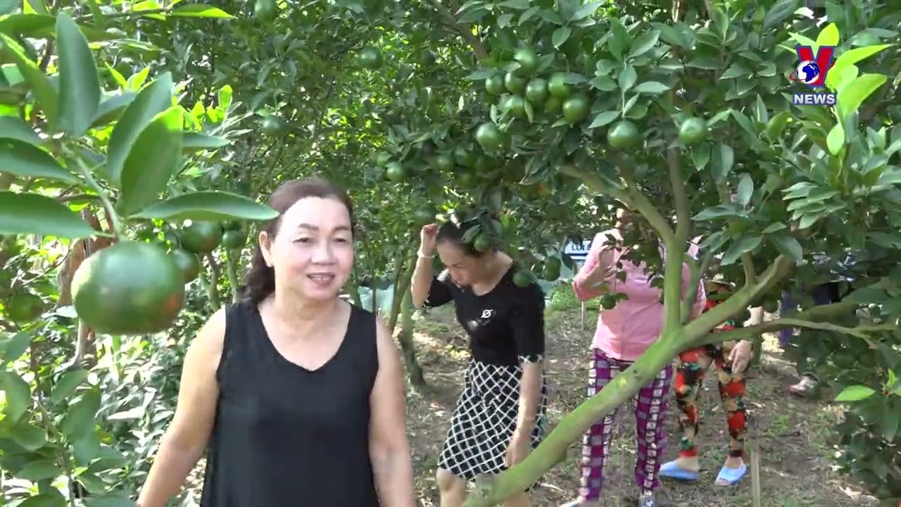 Tangerine farms - A mecca for visitors to Mekong delta