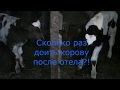 Сколько раз доить корову после отела?!