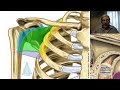 L3 | Cintura pectoral | Profesor Eduardo A. Pró | Anatomía 2 | FMed UBA
