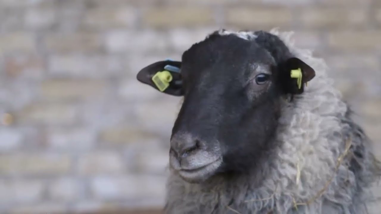 Romanovska carska ovca - Ovca za naše područje