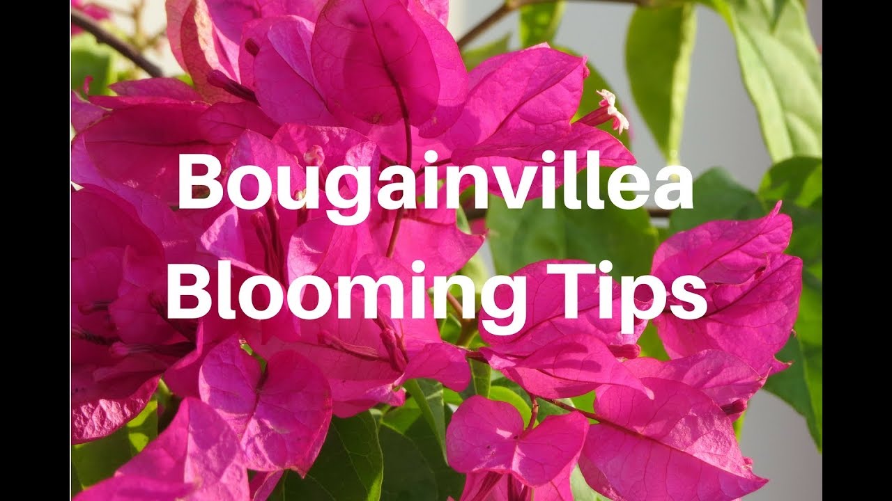 Bougainvillea/ Blooming secrets/Bonsai Hunter (English /Hindi)