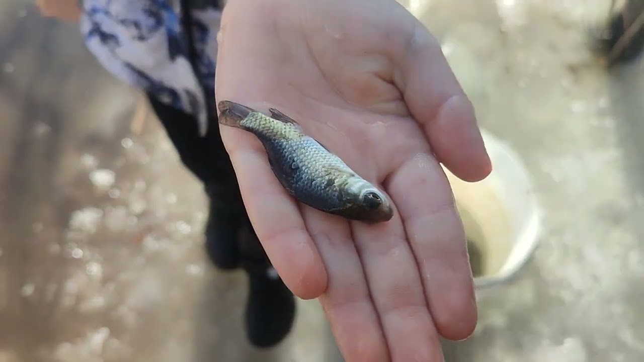 Випускаємо живця 