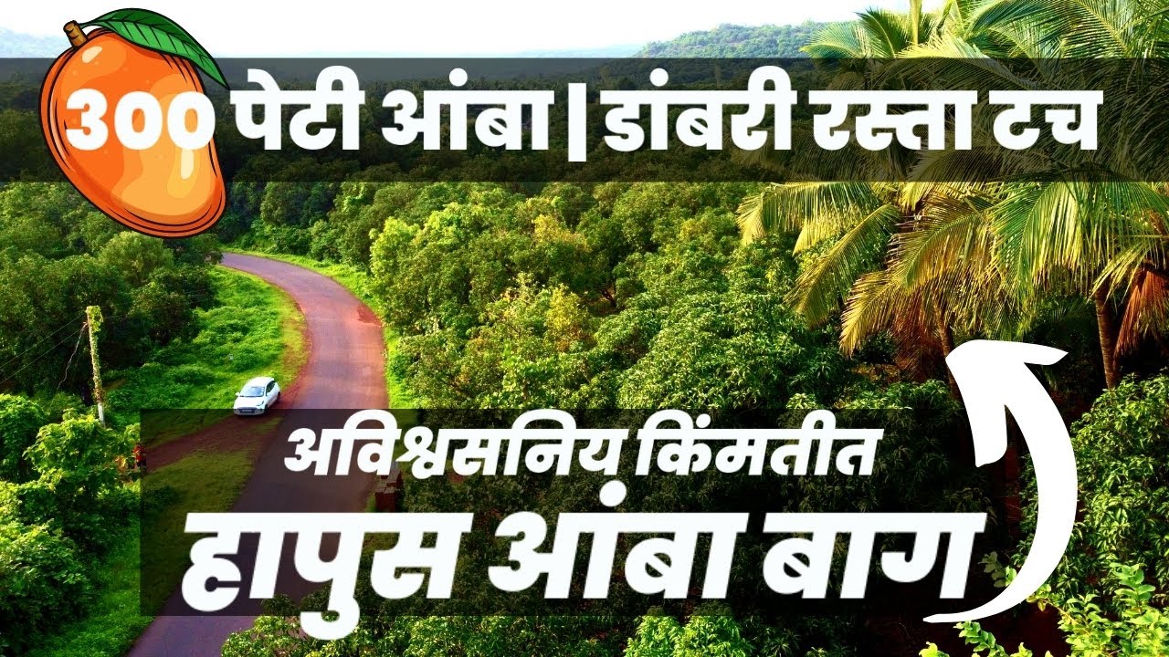 ३०० पेटी हापूस आंबा🥭देणारी बाग अविश्वसनिय किंमतीत