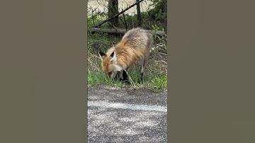 Fox catches a ground squirrel in Yellowstone national park