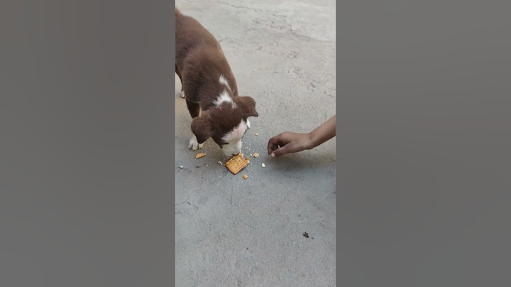 amaira ka pyara dog 🐕🐕#trending #short #viral#funny