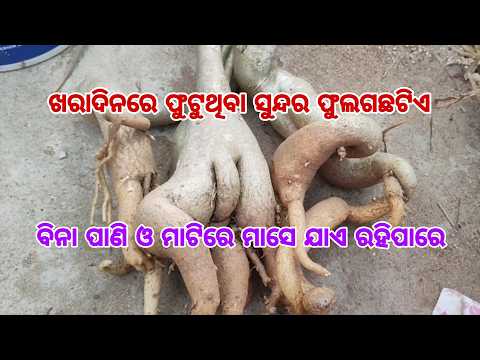 ଖରାଦିନରେ ଫୁଟୁଥିବା ସୁନ୍ଦର ଫୁଲଗଛଟିଏ ll ଅଳ୍ପଯତ୍ନରେ ଦେବ ଢେରସାରା ଫୁଲ #adenium #summerfloweringplant #2026