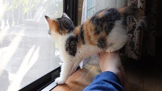 Just watch and love my cutest back of the kitten.