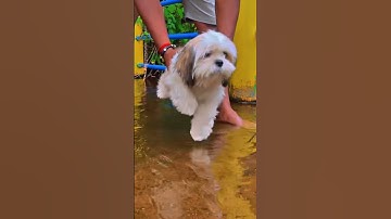Thumbnail of #shituz #puppy #petlovers #cute #trendingshorts #trending song #dance #funny #song