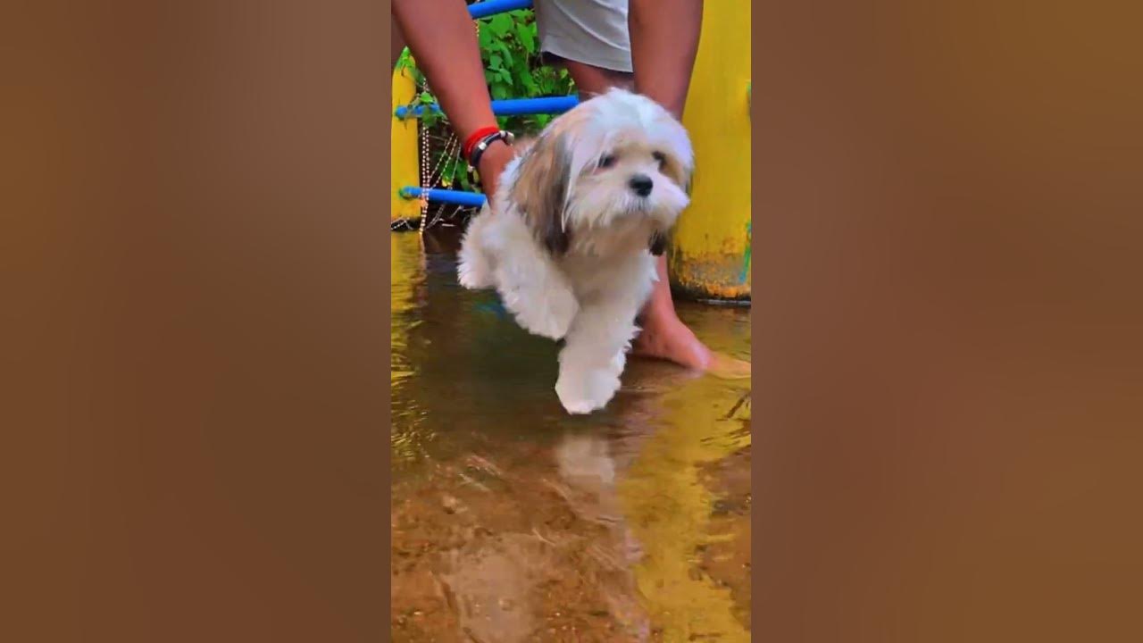 #shituz #puppy #petlovers #cute #trendingshorts #trending song #dance #funny #song