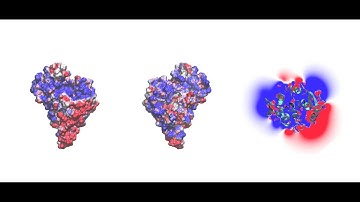 Surface mapped electrostatic potentials of the kinesin family