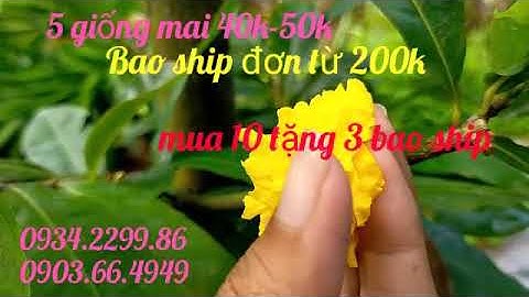 50k: cúc vip, hoàng hậu, 2 tầng, lncv, tiên ông, cúc cam