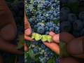 Delicious Blueberry Fruit Harvesting From Farm Satisfying Farming Shorts