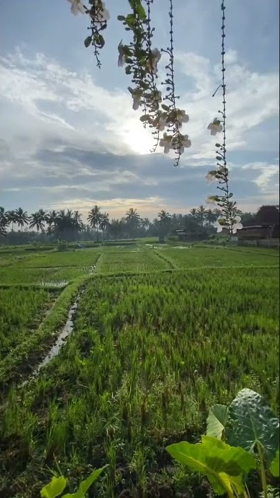 Story halu buat pagi ini di pinggir sawah yang sejuk #shorts #status #story