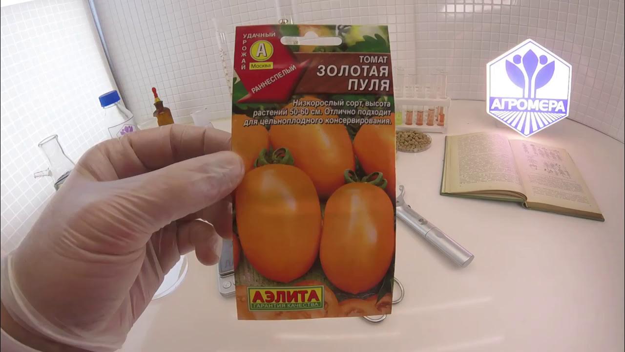 Золотая пуля томат описание сорта фото отзывы