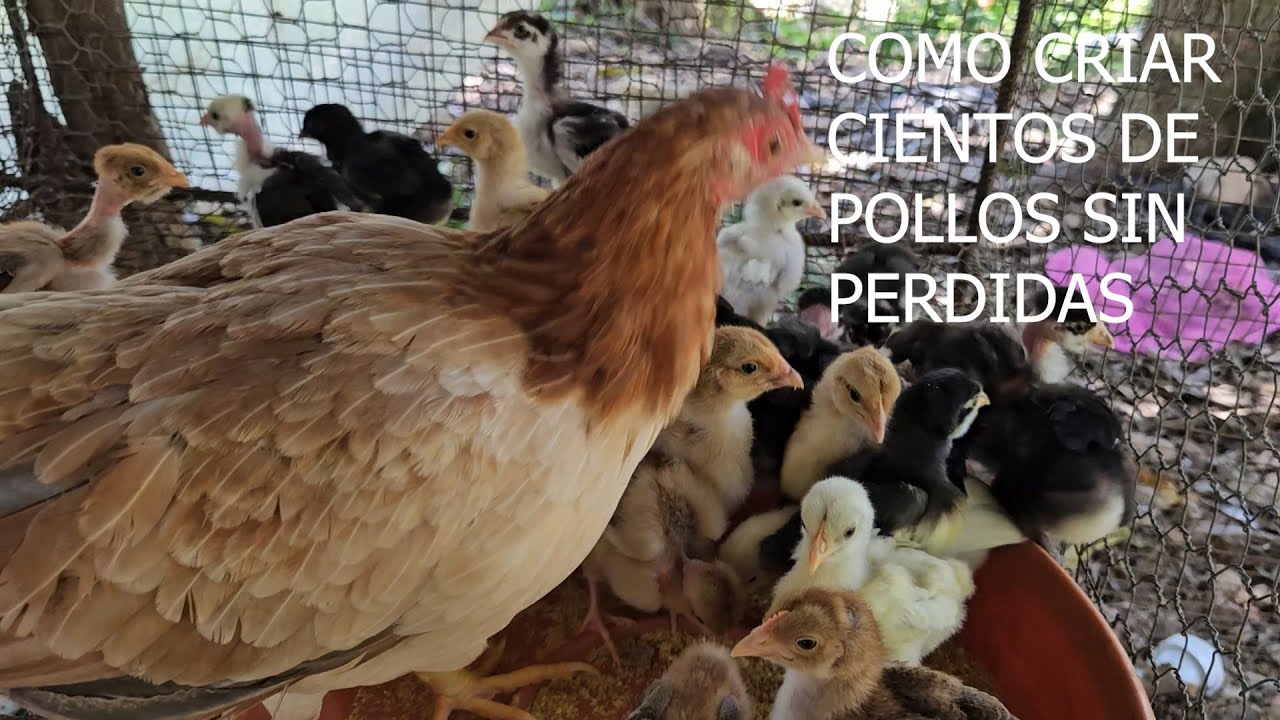 Haz que tus gallinas pongan muchos huevo y crien muchos pollos sin perdida