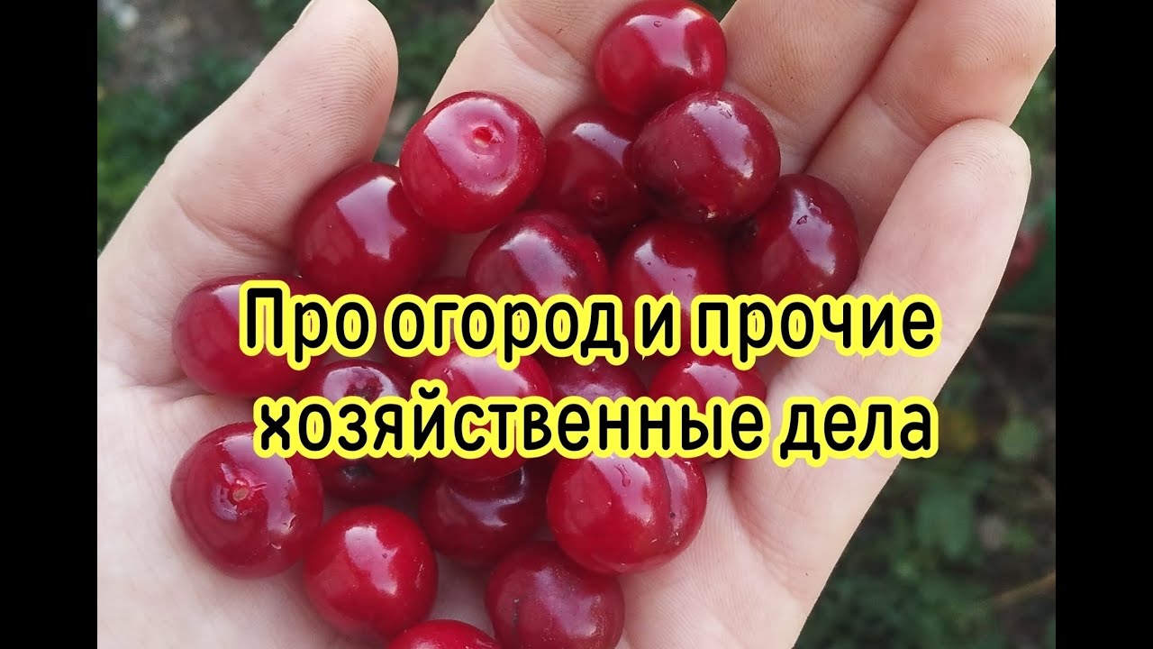 #Про огород и прочие хозяйственные дела#