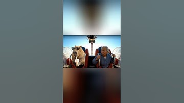 Khoảnh khắc hài hước Capybara Báo Bà Khi Chơi Tàu lượn Siêu Tốc #capybara