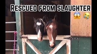 Meet My Slaughter Rescue Horses