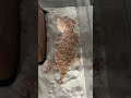 【オニタマオヤモリ】　Central rough knob-tailed gecko / Nephrurus amyae 　#shorts