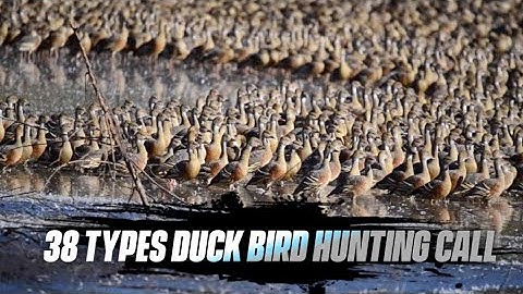 বালিহাঁস পাখির ডাক। Lesser Whistling Duck Real Sound Call. হাঁস পাখির ডাক ।