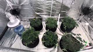 8x4 tent inhouse genetics, Csi Humboldt, Humboldt seed co and GG genetics #marijuanagrowers