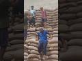 भीषण गर्मी में गेहूं की रैक लगी 😰देखिए warehouse का असली मेहनत भरा काम।#warehousework #labourwork