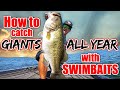 How to Catch Fish YEAR ROUND with Big Swimbaits! (BEST Bait for Each Situation)