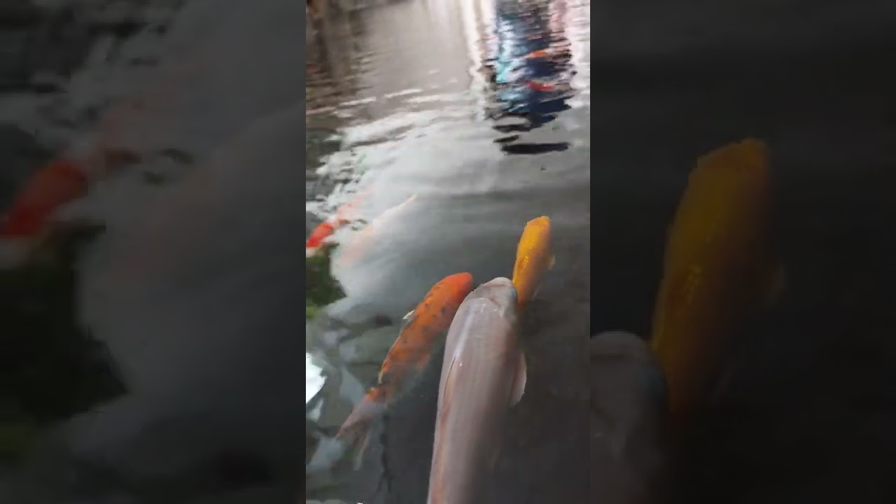 YouTube에서 Amtwerpen Zoo 보기 YouTube에서 Amtwerpen Zoo 보기