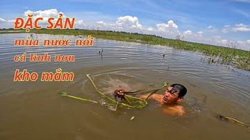 đặc sản mùa nước nổi cá linh non kho mắm/ đãi bạn hiền từ xa đến thăm/GIÓ LÀNG QUÊ