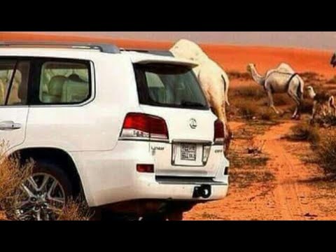 قصيده الشاعر عنيز ابو سالم الترباني