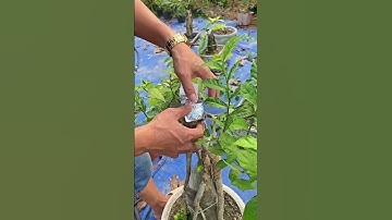 Bất ngờ khi làm cách này #bonsai