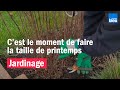 Tous à vos sécateurs, c&#39;est le moment de faire la taille de printemps dans les jardins